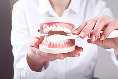A woman holding a dental model with a toothbrush, demonstrating oral hygiene.